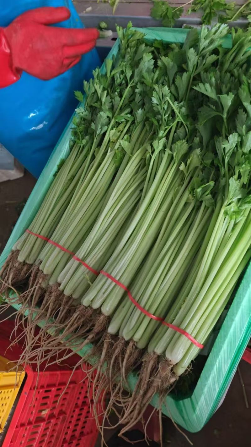 【热卖】精品西芹芹菜量大从优对接商超全国欢迎致电联系