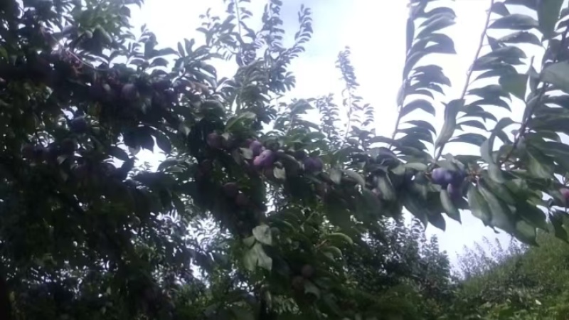 翠红李