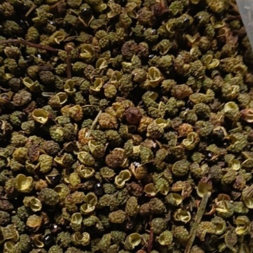 青花椒