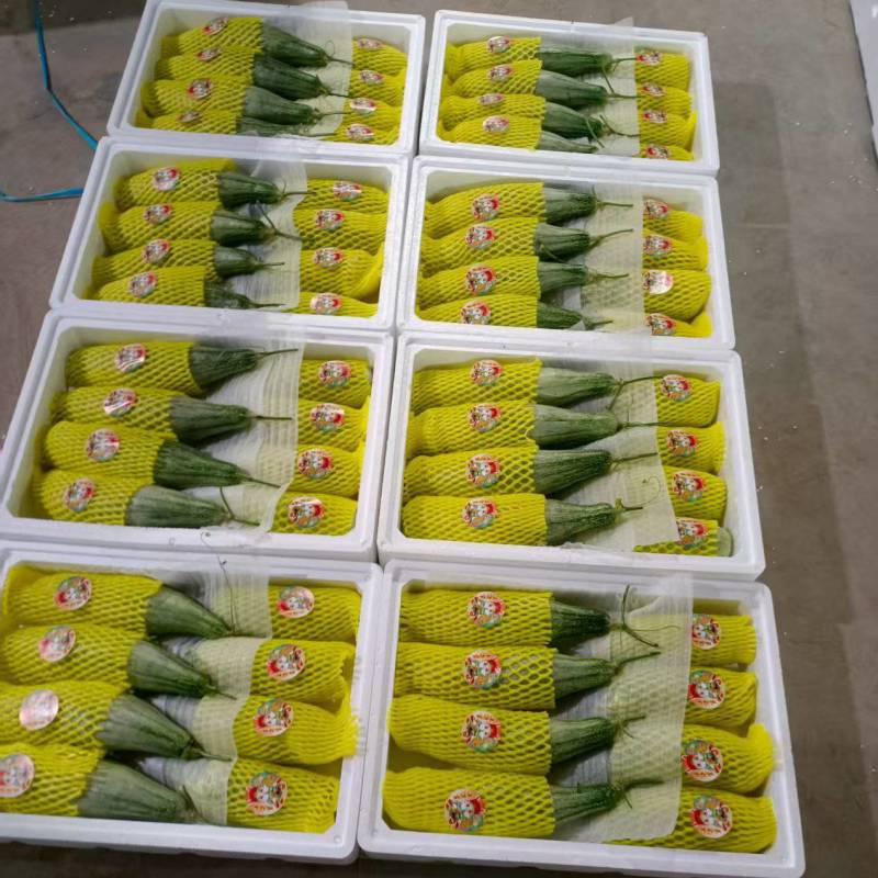 羊角蜜甜瓜博洋6172蜜园十八产地量大口感好包棚定货，