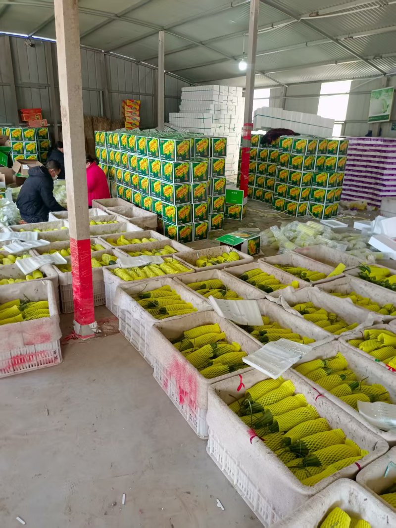 羊角蜜甜瓜博洋6172蜜园十八产地量大口感好包棚定货，