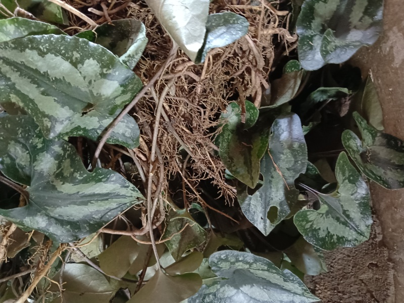 细莘，贵州本地，干货水洗晒干，欢迎订购