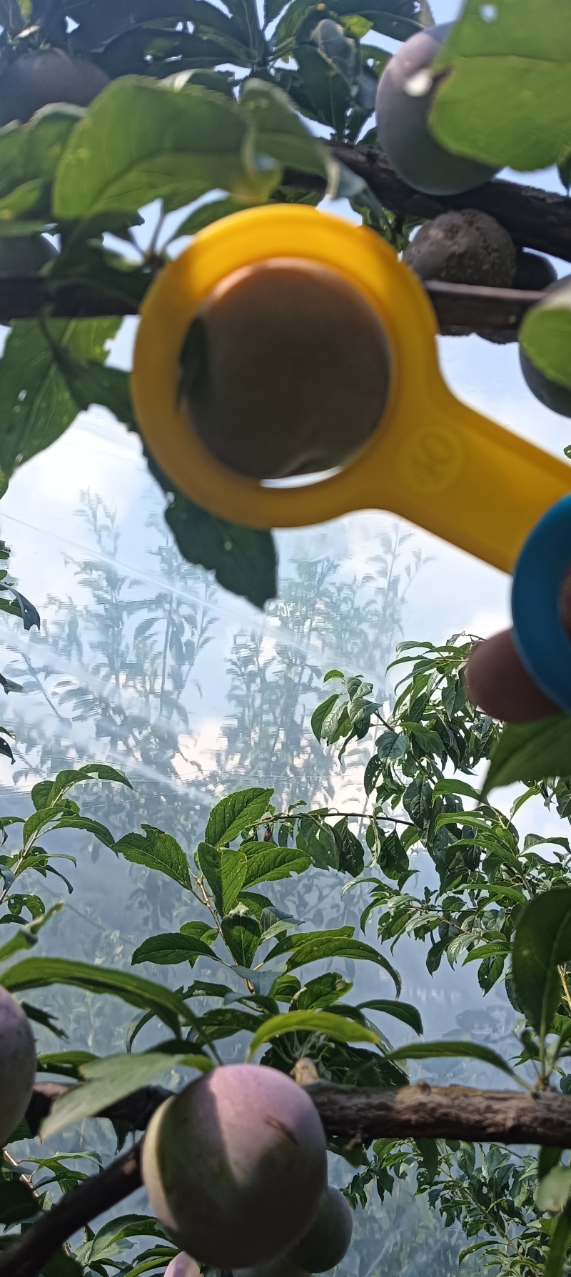 精品密钱李