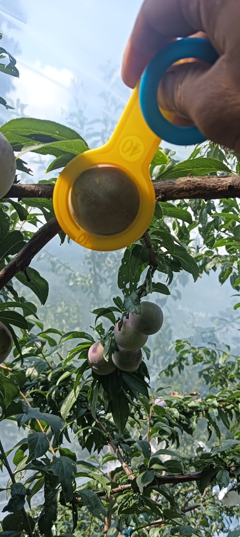 精品密钱李