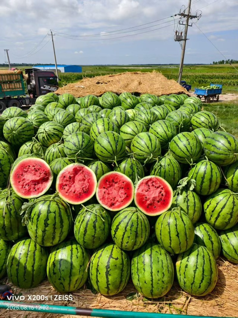 东北吉林大地雷西瓜大量供应品质好质量优诚信代办