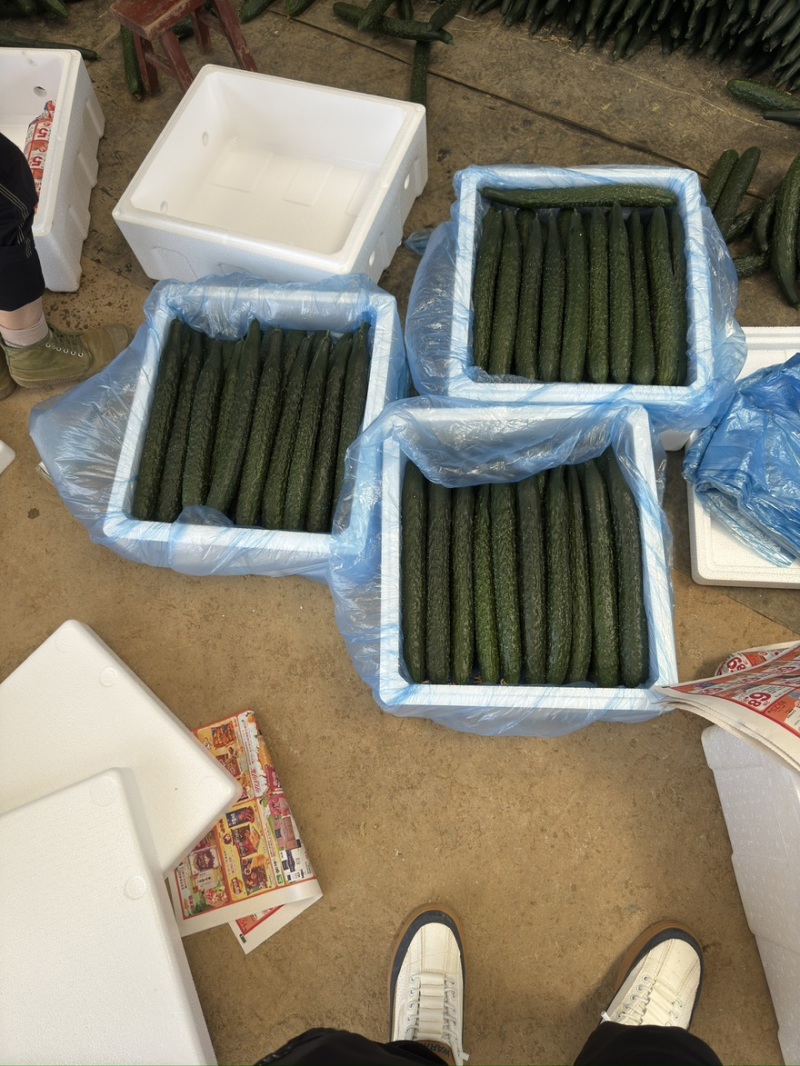 贵州黄瓜密刺黄瓜密刺油瓜基地一手货源可视频看货