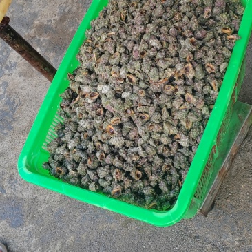 有辣螺，芝麻螺。有需求的客户联系我