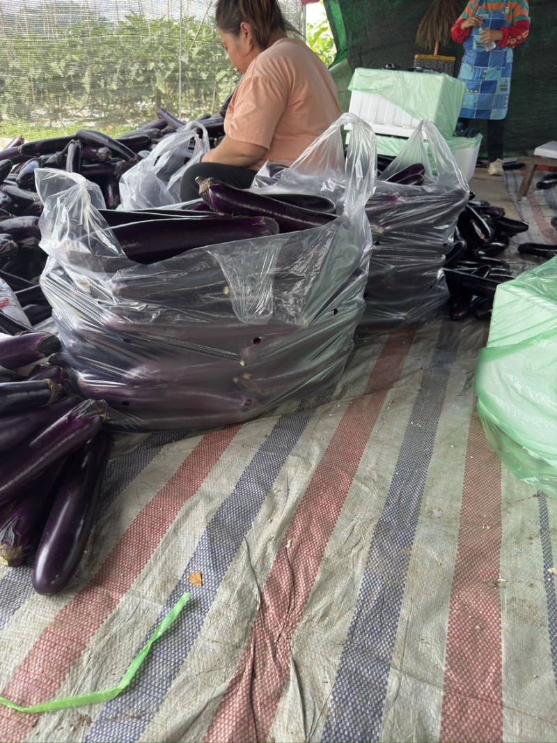 贵州茄子紫长茄基地一手货源对接电商市场商超