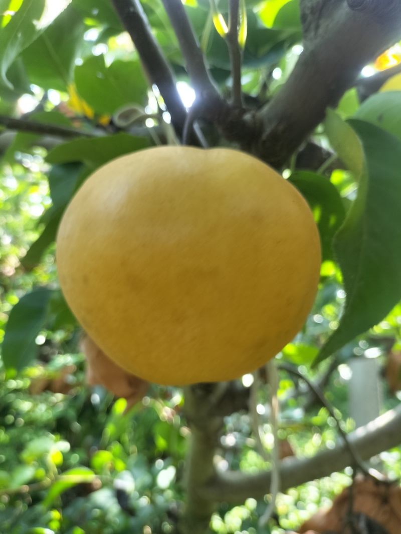 圆黄梨