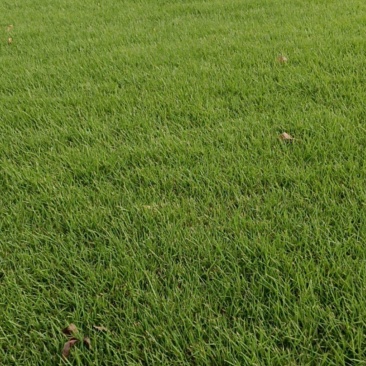 草坪种植基地场地直发货大量有货供应……