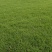 草坪种植基地场地直发货大量有货供应……