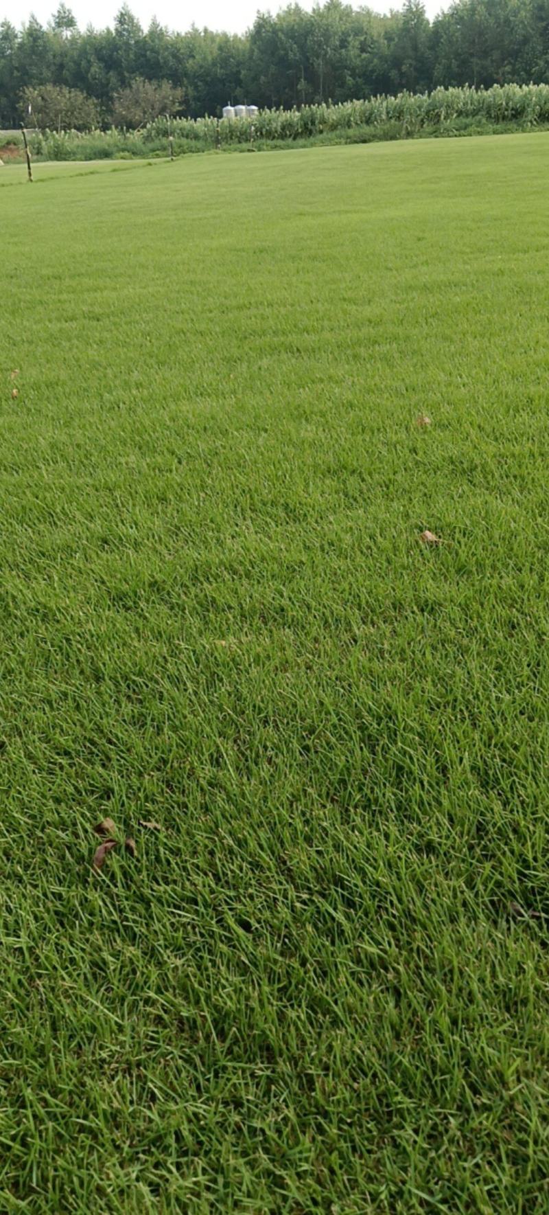 草坪种植基地场地直发货大量有货供应……