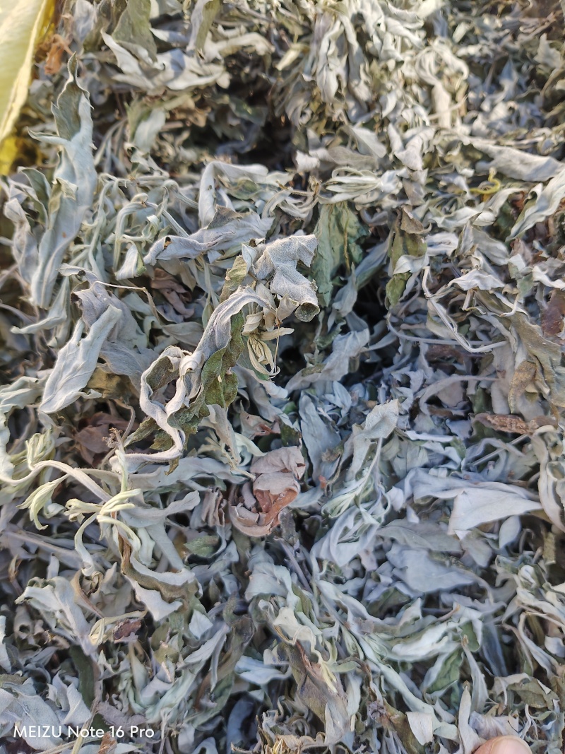 湖北艾叶南阳艾叶艾叶干货大艾叶陈艾端午艾艾灸艾绒艾草蕲艾