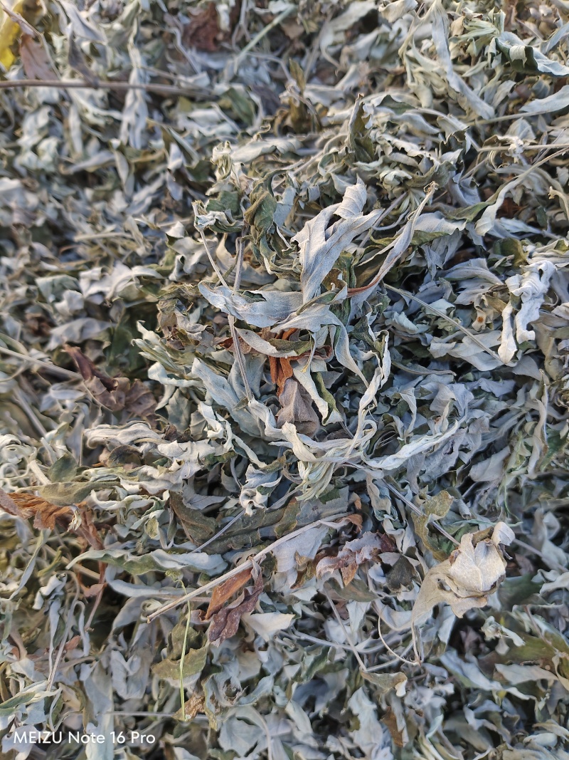 湖北艾叶南阳艾叶艾叶干货大艾叶陈艾端午艾艾灸艾绒艾草蕲艾