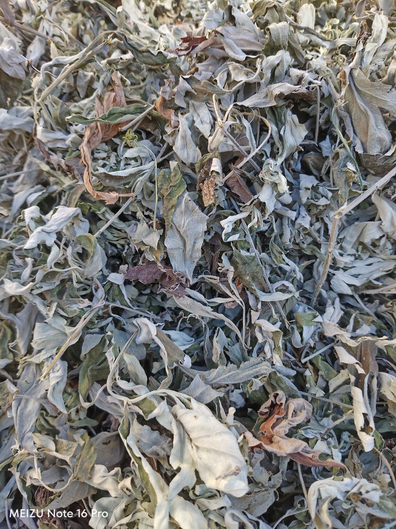 湖北艾叶南阳艾叶艾叶干货大艾叶陈艾端午艾艾灸艾绒艾草蕲艾