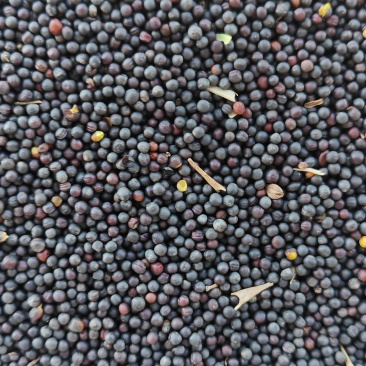 进口俄罗斯油菜籽含油46-47油色80分水分6个多