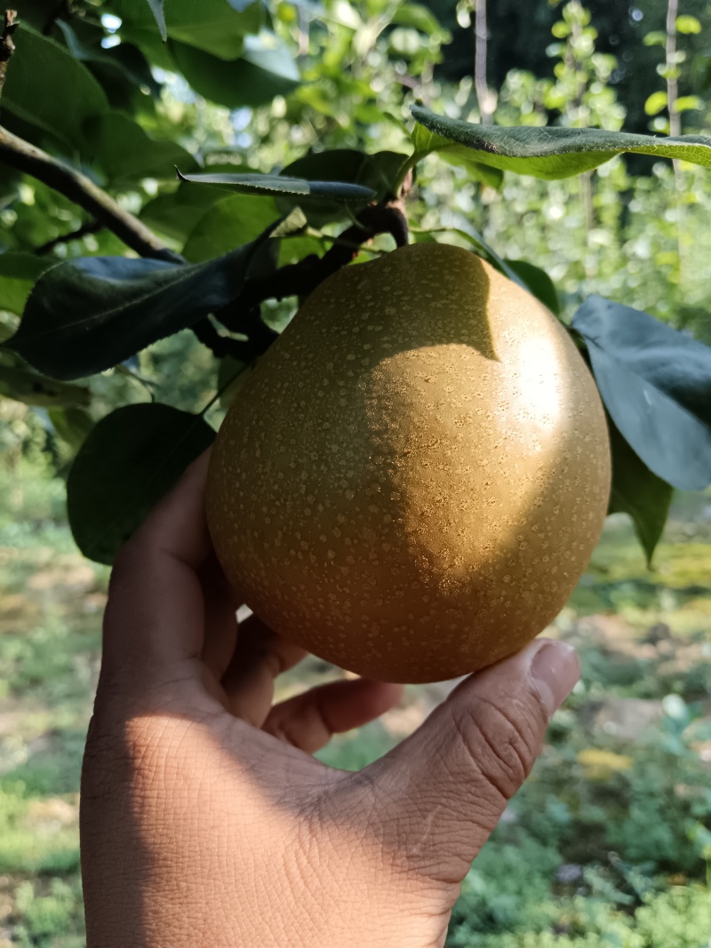 利川百不亩金秋梨大量上市中
