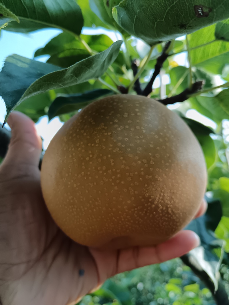 利川百不亩金秋梨大量上市中