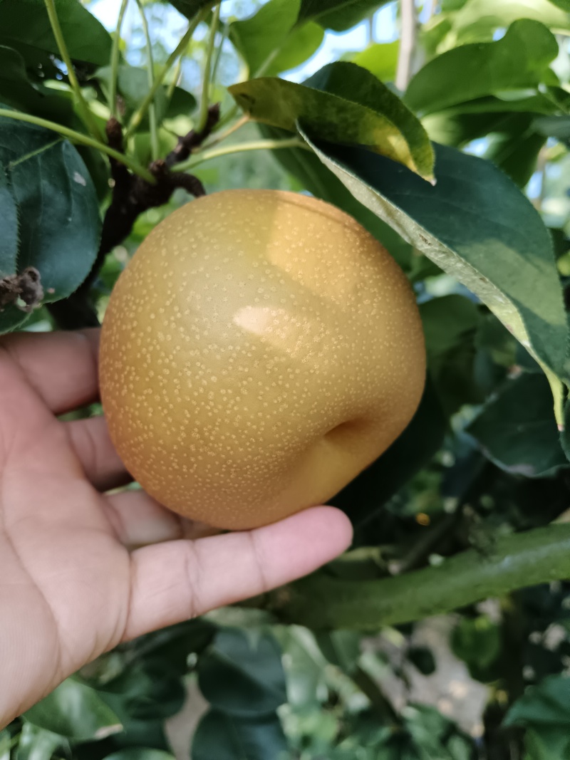 利川百不亩金秋梨大量上市中