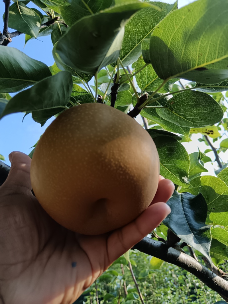 利川百不亩金秋梨大量上市中