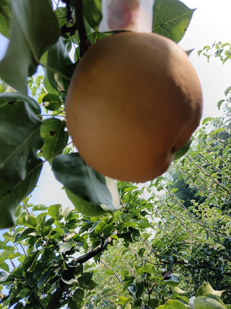 利川百不亩金秋梨大量上市中