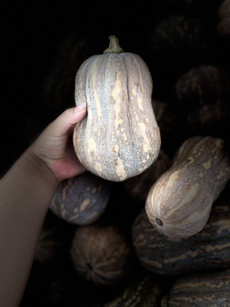 河南原产地/南瓜/小金香/盘龙/773/蜜本南瓜