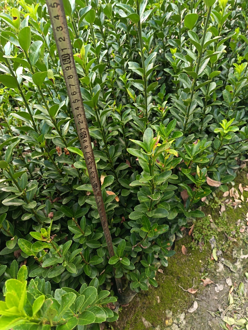 40-50-60高大叶黄杨小杯苗大量批发，大叶黄杨大杯苗