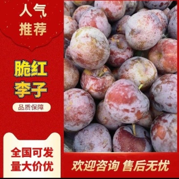 四川汉源脆红李子大量上市现采现发产地直发欢迎咨询