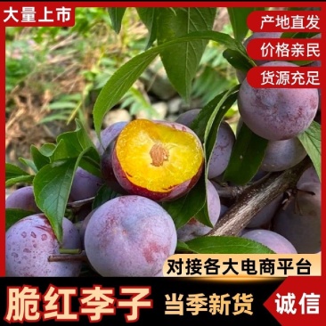 脆红李子，四川脆红李，产地直发，价格亲民，量大从优