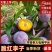 脆红李子，四川脆红李，产地直发，价格亲民，量大从优