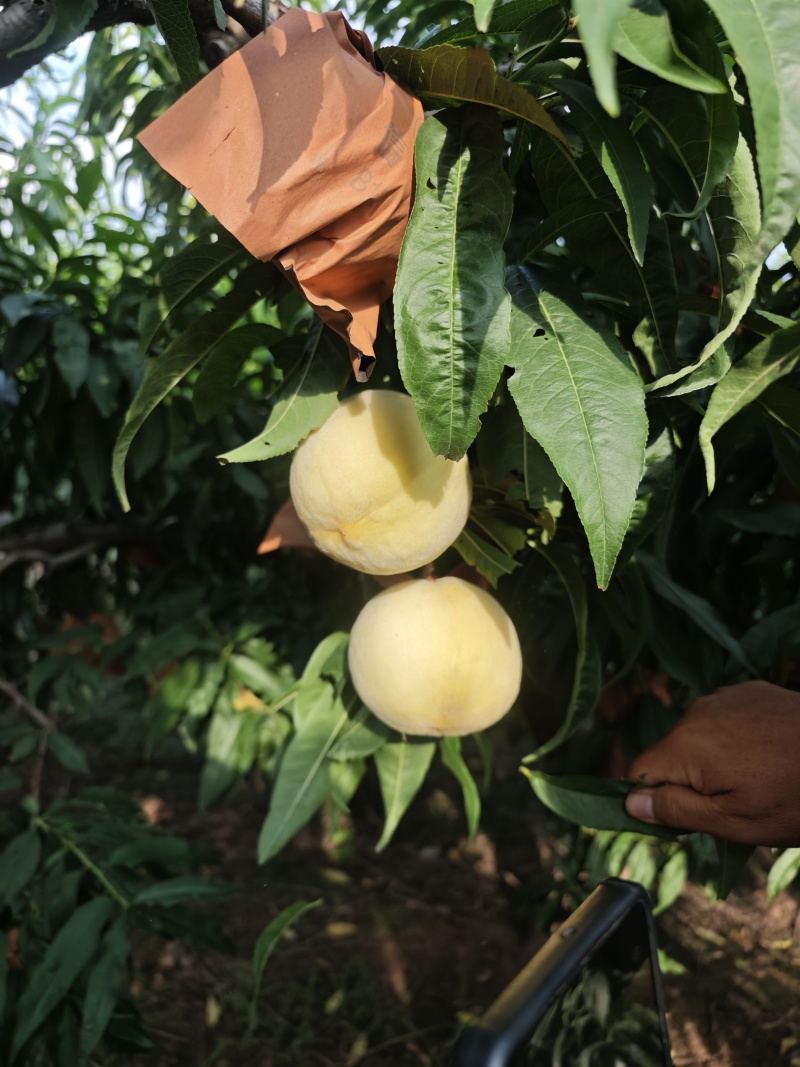 永莲蜜桃1号刚开始拆袋150亩