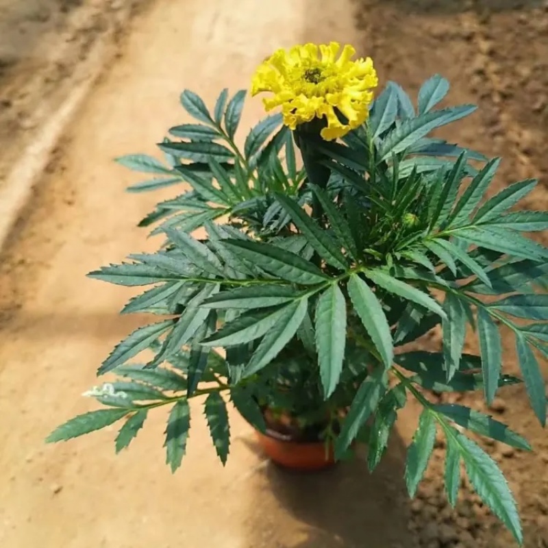 万寿菊，种植基地，黄色万寿菊，红色万寿菊产地