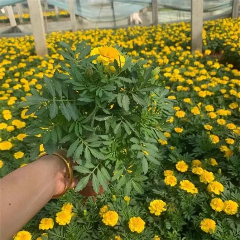 万寿菊，种植基地，黄色万寿菊，红色万寿菊产地