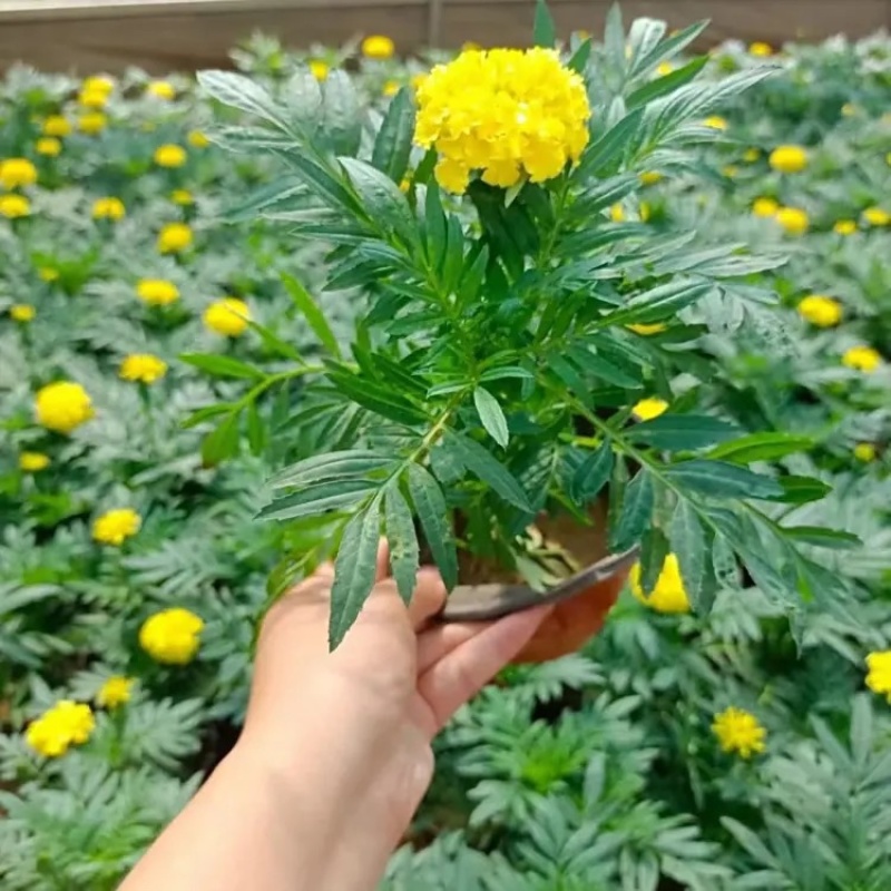 万寿菊，种植基地，黄色万寿菊，红色万寿菊产地