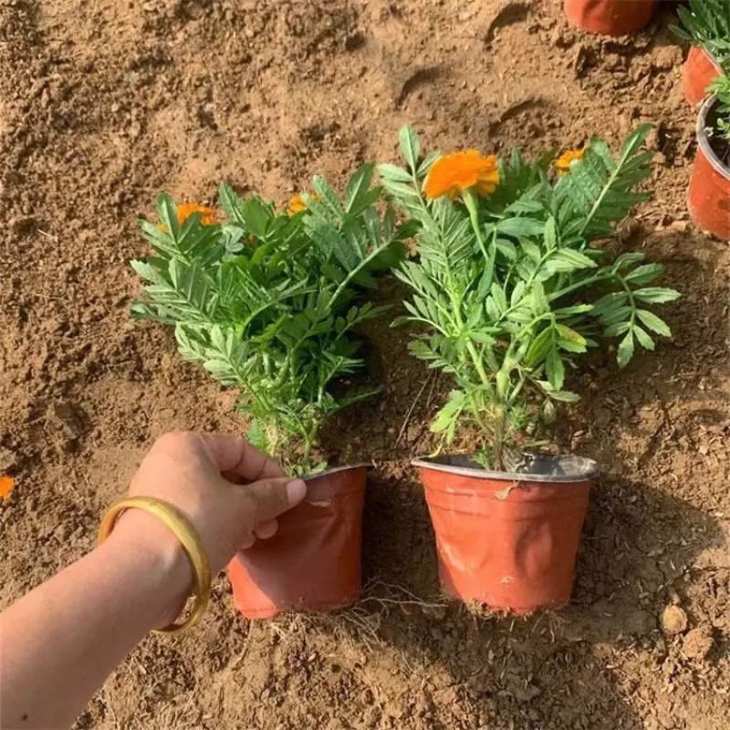 万寿菊，种植基地，黄色万寿菊，红色万寿菊产地