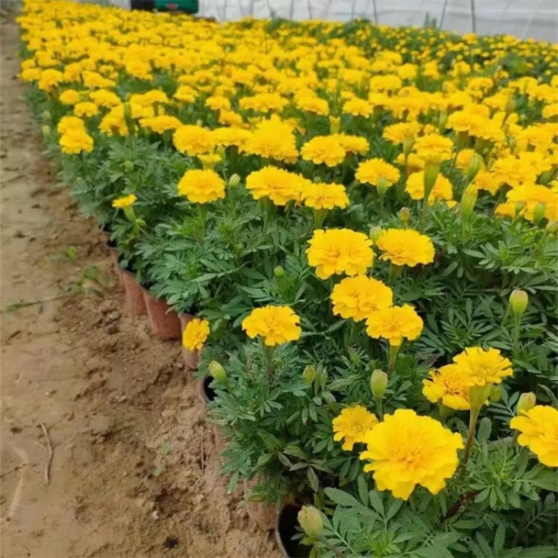 万寿菊，种植基地，黄色万寿菊，红色万寿菊产地
