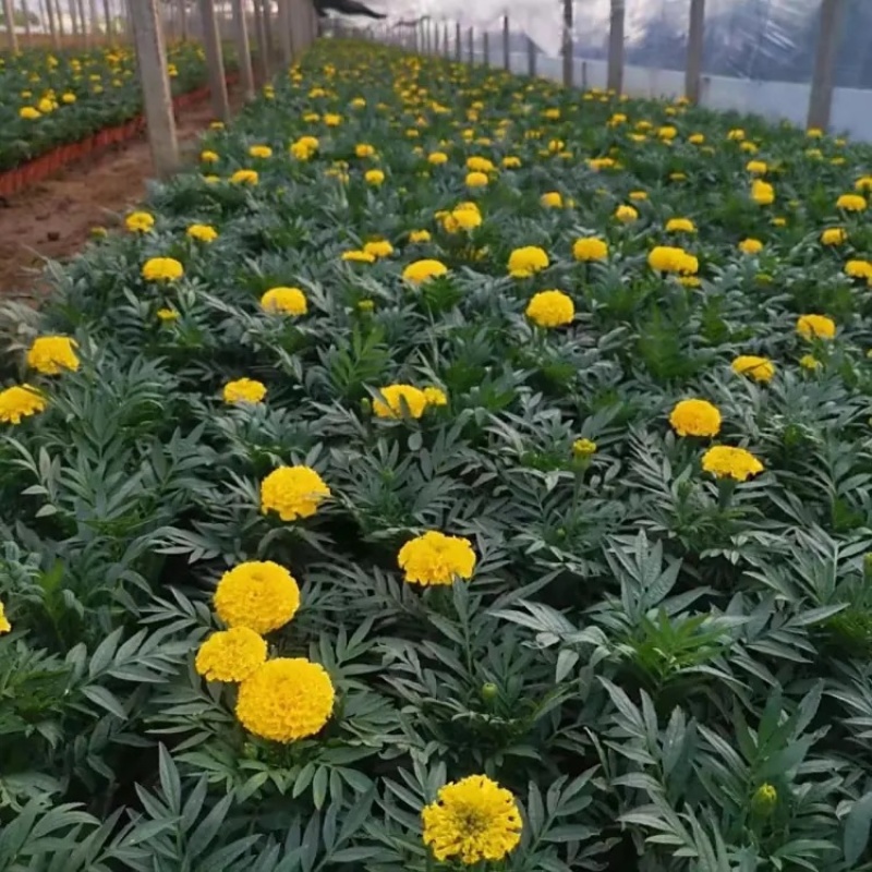 万寿菊，种植基地，黄色万寿菊，红色万寿菊产地