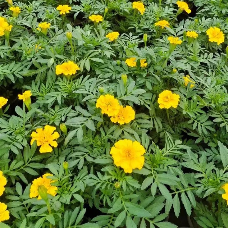 万寿菊，种植基地，黄色万寿菊，红色万寿菊产地
