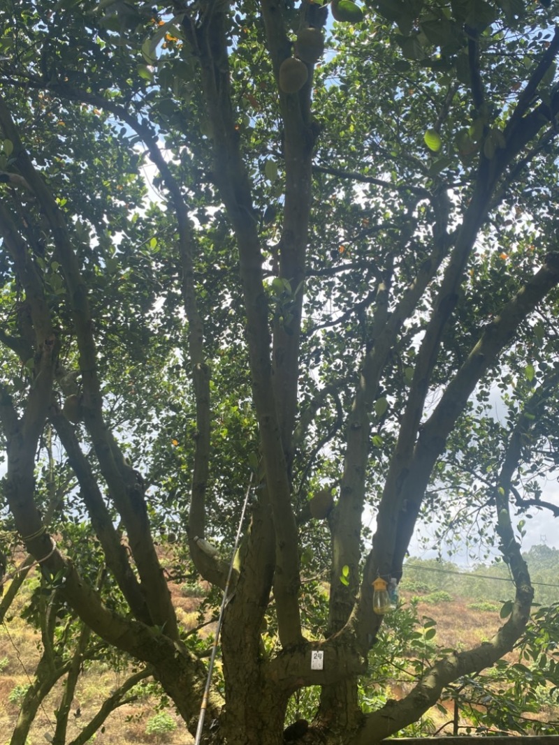 广东茂名化州无胶菠萝蜜