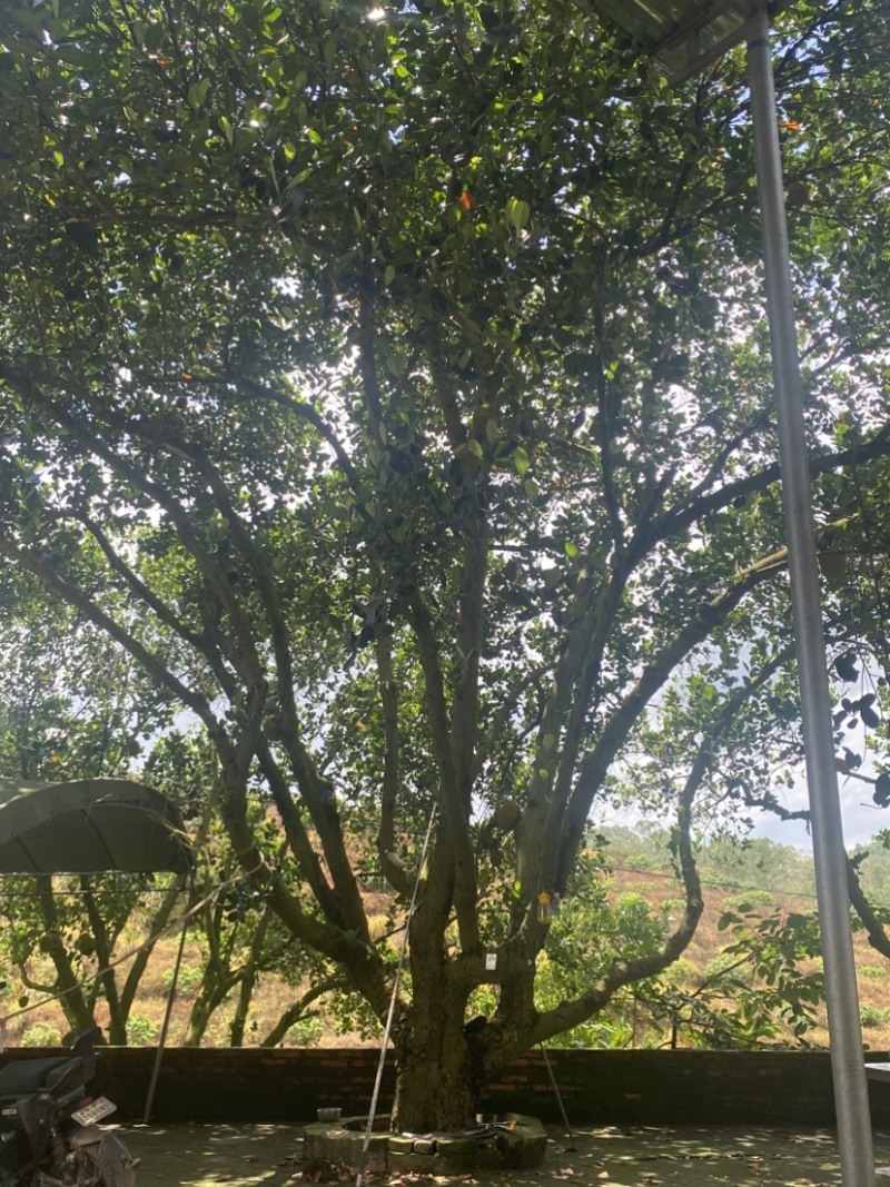 广东茂名化州无胶菠萝蜜