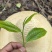 普洱茶生茶熟茶红茶白茶