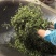 普洱茶生茶熟茶红茶白茶