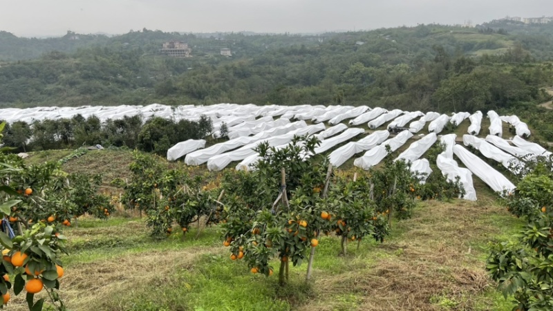 重庆合川爱媛28号，大量上市中