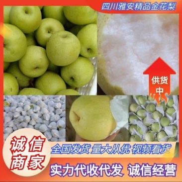 金花梨，四川金花梨，新鲜采摘，原产地，一手货源，可视频看