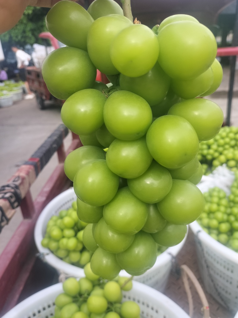 阳光玫瑰葡萄