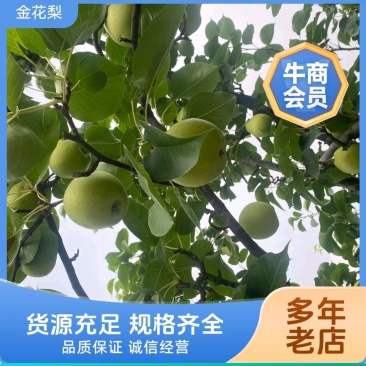 金花梨，四川金花梨，新鲜采摘，原产地一手货源，可视频看货