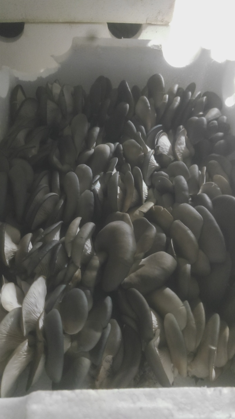 精品头茬鲜平菇