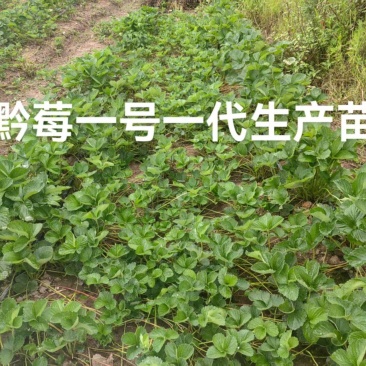 黔莓一号第一代草莓苗高产无病毒欢迎咨询探讨