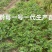 黔莓一号第一代草莓苗高产无病毒欢迎咨询探讨