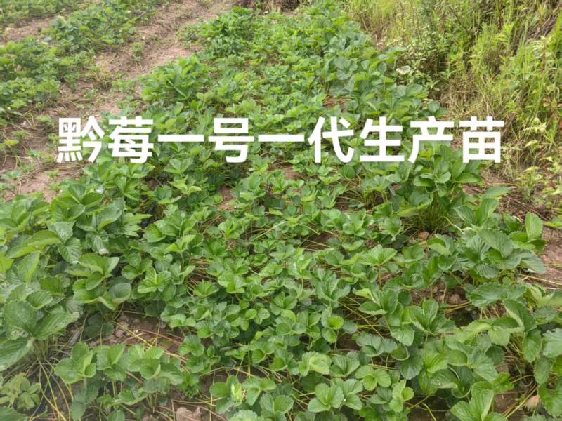 黔莓一号第一代草莓苗高产无病毒欢迎咨询探讨